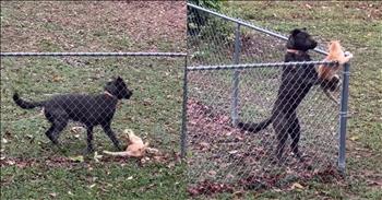 Cat Tries to Escape and Make a Run for It, But This Dog Has Other Plans