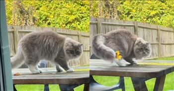 Cat’s Hilarious Attempt to Catch a Leaf Ends with a Dizzy Fall