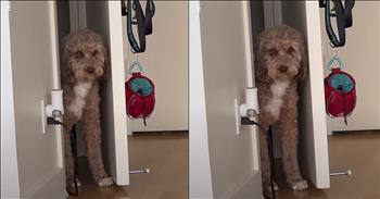 Dog’s Priceless Reaction To 'Being Stuck' in a Closet