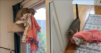 <p>A cat made sure to bring along blankets on a trip to its hidden getaway. This feline was not going to release those blankets for anything, possessing a tight grip on those cozy covers. This is such a cute, heartwarming and funny clip.</p>

<p>Animals, much like people, are all different. Sure, some of those furry, four-legged creatures may look the same. But do not for even one second fool yourself into thinking they are all the same. Their likes, dislikes, habits and routines vary significantly from animal to animal.</p>

<p>Anyone who has ever had a pet understands how each animal is an individual. All have a personality that is uniquely their own. Additionally, they all react and respond differently to situations and environments. So, the next time you hear someone say something like, &ldquo;All cats are the same,&rdquo; you can be confident that you&rsquo;re dealing with an individual who has never had a cat or really anything animal.</p>

<p><a href="https://www.youtube.com/watch?v=Il6nDGkb-7Y">A clip posted on YouTube</a> shows a sweet feline who obviously greatly values warmth and comfort. The short video begins with the cat sitting on top of a cat tree as it peers out the window with two blankets hanging out of its mouth.</p>

<p>Seconds into the clip, the cat has somewhere else to be and begins attempting to descend the towering cat apparatus. Finally, after scoping out the situation and finding the best route, the cat makes its way to the floor with the blankets still securely in the animal&rsquo;s mouth.</p>

<p>Even though the cat seems to take the most difficult, obstacle-filled route possible, it knows precisely where it&rsquo;s going. However, for the most part, it&rsquo;s unclear where the cat is going. Even a second cat spotted in the video appears confused about its buddy&rsquo;s destination.</p>

<p>Eventually, the feline reaches its hidden getaway, which appears to be under a bed. Don&rsquo;t worry; the cat got itself and the two blankets under the bed with relative ease.</p>

<p><em><strong><a href="https://www.godtube.com/bible/genesis/1-21">Genesis 1:21</a></strong> &ldquo;And God created great whales, and every living creature that moves, which the waters brought forth abundantly, after their kind, and every winged fowl after his kind: and God saw that it was good.&rdquo;</em></p>
