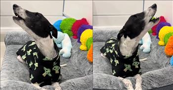 Musically Gifted Pup’s Passionate and Hilarious Performance