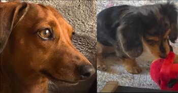 <p>A dog found joy in an adorable new friendship with a puppy. The cute, furry, four-legged creature was more than happy about becoming a big sister. Getting a sibling is something the animal&rsquo;s owners believe the canine has always wanted. Check out this cute video about a heartwarming friendship between two pups.</p>

<p>Loneliness is one of the worst feelings and experiences imaginable. Even in a world where technological advancements like FaceTime, text messages and social media make instantaneous communication possible with anyone, anywhere, loneliness is on the rise.</p>

<p>Many people, for one reason or another, think that no one cares for or about them. They believe they have no one with whom to share their worries, concerns and problems. Most people simply want one person who is always willing to listen, be a shoulder to cry on and give a bit of advice when it&rsquo;s warranted.</p>

<p>It turns out that loneliness does not only impact human beings. <a href="https://www.youtube.com/watch?v=6WzFnmJh4sQ">As one clip posted on YouTube demonstrates</a>, even animals, particularly dogs can feel lonely. The clip shows one canine, Cambria, taking a recent move pretty hard. All the animal&rsquo;s friends were in its previous city. Surveillance footage even caught the dachshund wailing loudly when it found itself alone. It&rsquo;s clear to anyone blessed with eyesight that this dog felt lonely.</p>

<p>Understanding that their pet felt extremely lonely, the couple in the video quickly remedied the situation. Another furry, four-legged friend, Cozy, was added to the family. It was another dachshund.</p>

<p>As soon as Cozy entered her new home, Cambria gave her the biggest, warmest and most emphatic welcome possible. To say Cambria was excited about her little sister would have been an understatement.</p>

<p>Cambria and Cozy became fast friends in a matter of days, forming the sweetest and most heartwarming bond.</p>

<p>With Cozy by her side, Cambria is no longer a lonely pup wailing when left alone in an apartment. She has made a buddy for life!</p>

<p><em><strong><a href="https://www.godtube.com/bible/proverbs/12-10">Proverbs 12:10</a></strong> &ldquo;An upright man has thought for the life of his beast, but the hearts of evildoers are cruel.&rdquo;</em></p>
