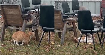 <p>A cat and a deer shared an adorable and heartwarming interaction. This clip of two very different creatures will likely be one of the cutest things you&rsquo;ll ever see. Be sure to check out this clip for the unique but sweet moment.</p>

<p>Animals are some of the best creatures you&rsquo;ll encounter on Earth. Most are incredibly sweet, kind, loving and loyal to a fault. Of course, dogs, according to the old saying, are even man&rsquo;s best friend.</p>

<p>For the most part, if you treat an animal kindly and with gentleness, you&rsquo;ll quickly find that you&rsquo;ve made a friend for life. While this is usually true for domesticated animals like dogs or cats, some are much more skittish and avoid interaction with others, especially humans. One slight move will send them sprinting in the other direction.</p>

<p><a href="https://www.youtube.com/watch?v=9nuXM9kXzRo">A video posted on YouTube</a> captured a surprising but incredibly cute moment between two unlikely friends. The short, one-minute clip begins with a cat in a backyard investigating the situation as felines tend to do. But the cat is not the only animal video.</p>

<p>Seconds into the clip, viewers get a better look at the cat&rsquo;s wildlife buddy: a deer. The creature slowly approaches the cat and proceeds to give the feline a bath, slowly and lovingly licking the cat on the head and back.</p>

<p>It becomes apparent quite soon that the cat loves the deer's attention and care. The feline raises its back and parades back and forth, almost as if helping the deer reach its back and head.</p>

<p>Neither one of the animals appears to be the least bit afraid or unsure of the other. Nature is full of surprises, and you can never be quite sure what those cute, kind-hearted and loving creatures will do next.</p>

<p><em><strong><a href="https://www.godtube.com/bible/genesis/1-21">Genesis 1:21</a></strong> &ldquo;And God created great whales, and every living creature that moves, which the waters brought forth abundantly, after their kind, and every winged fowl after his kind: and God saw that it was good.&rdquo;</em></p>
