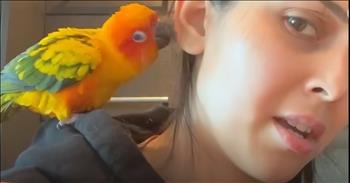 <p>A beautiful bird flew into a woman&rsquo;s apartment and became her best friend. The animal&rsquo;s mistaken landing destination resulted in a beautiful friendship. This is a sweet and heartwarming short clip. Be sure to check it out; you will be glad you did.</p>

<p>Animals are some of the best creatures on Earth. Most are loving, dependable and loyal to a fault. Also, as anyone who has ever had a pet already knows, animals will make for some of the best friends you&rsquo;ll have in life. Yes, the famous saying is &ldquo;dog is man&rsquo;s best friend,&rdquo; but that could and should be expanded to include many more critters.</p>

<p>Also, those who have and have had pets in the past all have stories about how those creatures came to be a part of your family. Like the animals themselves, those stories are special and unique. Some may have spotted their next furry family member at a shelter or walking alone on the side of the road. For others, the critter may have frequented your backdoor searching for food until you decided to take them in as your own.</p>

<p><a href="https://www.youtube.com/watch?v=b_y1wNATGS8">A clip posted on YouTube</a> shows how one woman added a stunningly beautiful bird to her life. As the opening moments of the video make it clear, it wasn&rsquo;t so much that she chose the bird but that it chose her. The winged creature literally flew into her life and never left.</p>

<p>The animal spotted an open door and let itself in, momentarily causing the woman inside to lose her mind. As most people would in a similar situation, she shrieked and yelled with fear and excitement. The animal refused to leave no matter how much the woman may have wanted it to vacate her room. The bird even landed on her head, getting extremely comfortable around and on her in a short amount of time.</p>

<p>She did everything she could think of to see if someone was missing a bird, and her search turned up empty. That bird had chosen her.</p>

<p>&ldquo;I feel like if I let him out, he&rsquo;s not going to make it,&rdquo; she said. &ldquo;That&rsquo;s when I said to myself, &lsquo;Ok.&rsquo; I decided to keep him.&rdquo;</p>

<p><em><strong><a href="https://www.godtube.com/bible/genesis/1-21">Genesis 1:21</a></strong> &ldquo;And God created great whales, and every living creature that moves, which the waters brought forth abundantly, after their kind, and every winged fowl after his kind: and God saw that it was good.&rdquo;</em></p>
