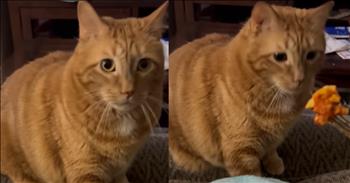 <p>This cat&rsquo;s hilarious and unexpected reactions to different foods will have you cracking up. It&rsquo;s clear from this feline&rsquo;s hysterical response to several foods it was not interested in any of them. Check out this short but laugh-out-loud clip that will have you laughing long after it ends.</p>

<p>No two people are 100 percent alike. Sure, some people may have similarities, but God created all of us to be individuals, not replicas or duplicates. We all have our likes, dislikes, tastes and preferences. How boring would life be if we were all the same in every possible way?</p>

<p>Our tastebuds are one of the most noticeable ways we are different. Not everyone likes the same foods. According to one hilarious <a href="https://www.youtube.com/watch?v=Gsrd7SqvG7k">video posted on YouTube</a>, those differences in tastebuds include some of our furry, four-legged friends.</p>

<p>In the clip, Milo, a full-grown, orange-and-cream-colored cat, is offered a series of foods. However, the feline is an extremely harsh critic, choosing not even to bite any of them. In fact, one smell is enough to cause the animal to dry heave for most of the food he's offered. It responds this way to food most of us would gobble up in moments if they were provided to us.</p>

<p>The video starts with Milo being offered a bite of steak. Steak, of course, is a favorite food of many, but not Milo. Milo takes a few seconds, almost as if it&rsquo;s considering the food placed before him, and then reacts with a violent dry heave.</p>

<p>The very next food put before the animal is what is described as a chicken kabob. It&rsquo;s then placed in front of the cat, offering an animal a piece of the dish. However, again, the cat responds as if the smell of it is enough to cause it to vomit.</p>

<p>Everyone does not appreciate Milo&rsquo;s adverse reaction to the chicken kabob. Someone is heard saying, &ldquo;No, it&rsquo;s delicious!&rdquo;</p>

<p>While the animal does not react as negatively to everything presented to it, it still does not want anything to do with any of them. Talk about a picky eater!</p>

<p><em><strong><a href="https://www.godtube.com/bible/genesis/1-21">Genesis 1:21</a></strong> &ldquo;And God created great whales, and every living creature that moves, which the waters brought forth abundantly, after their kind, and every winged fowl after his kind: and God saw that it was good.&rdquo;</em></p>

