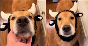 <p>This sweet pup&rsquo;s spot-on cow impression is both adorable and hilarious. It&rsquo;s pretty amazing how much this dog sounds like a cow. Check out this short clip that will leave you amazed and hysterically laughing.</p>

<p>Many animals make unique and very distinct sounds. Generally, the noises generated by those creatures are not replicated and recreated by any other animal. Or that has typically been the case, anyway. Those specific sounds they make have become how we identify and classify them.</p>

<p>One of the first things a young child learns is the noise a cat, dog, chicken or any other familiar animal makes. After the child is asked about the noise an animal makes, they will generally answer by making a similar noise. However, that task may have gotten much more complicated because of what one sweet dog can make.</p>

<p>In the <a href="https://www.tiktok.com/@sundaythegoldenretriever/video/7441246358381808942">clip posted on social media</a>, the cute, furry, four-legged creature is enthusiastically asked by the woman behind the camera about the sound cows generally make.</p>

<p>&ldquo;What does the cow say?&rdquo; the woman asks her canine friend. &ldquo;Say moo!&rdquo;</p>

<p>The dog happily and enthusiastically responds to the woman&rsquo;s question. It proceeds to replicate a sound that typically comes from the large, black-and-white animal.</p>

<p>The dog&rsquo;s cow impression is so charming and hilarious and, at the same time, spot-on. If you weren&rsquo;t watching the video and only listening to it, you would probably believe that you were hearing a cow and not a dog doing his best version of a cow&rsquo;s sound.</p>

<p>Not only does the dog sound like a cow, but it is even dressed like those field-grazing critters. The pup sports the cutest pair of horns and ears you&rsquo;ve ever seen, which very much look like that of a cow.</p>

<p>What a sweet and laugh-out-loud clip! If this precious dog ever got tired of being a canine and wanted to try out being a cow for whatever reason, it would probably have no problem fitting in with the other cows.</p>

<p><em><strong><a href="https://www.godtube.com/bible/genesis/1-21">Genesis 1:21</a></strong> &ldquo;And God created great whales, and every living creature that moves, which the waters brought forth abundantly, after their kind, and every winged fowl after his kind: and God saw that it was good.&rdquo;</em></p>
