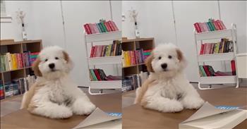 <p>One sweet pup&rsquo;s reaction to being told to stop barking is too cute to miss. The adorable animal took the reprimand seriously and responded in a hysterical and heartwarming way. Check out the pup&rsquo;s unexpected response; you will be glad you did!</p>

<p>Animals are special, unique creatures placed on Earth by the Lord Himself. He put them here for a reason and a purpose, and because of that, they should be treated with love, kindness and respect. As all pet owners know, those cute, four-legged and furry friends are some of the best friends you&rsquo;ll ever have.</p>

<p>But just like humans, animals need to be corrected occasionally. No one knows everything. We are constantly learning, so sometimes, we have to be told that this or that is wrong. For example, it&rsquo;s natural for dogs to bark, but in some places, that is an inappropriate or unwelcome response.</p>

<p><a href="https://www.youtube.com/shorts/YxQb2L3m5lY">In a short but laugh-out-loud clip</a>, one adorable dog, a Goldendoodle, is leaning on top of a table in a room filled with books and begins barking. It leans over toward the book on the table and barks at it. Perhaps it read something in it that it didn&rsquo;t like?</p>

<p>Anyway, the animal&rsquo;s barking is inappropriate, and a man from behind the camera lets the dog know this is the case.</p>

<p>&ldquo;No! No!&rdquo; the man firmly and authoritatively says to the dog.</p>

<p>Seemingly surprised to get the command, the dog stares in the man&rsquo;s direction for a few moments and then responds.</p>

<p>The animal then actually whispers its bark! You can barely hear it, but that is what the animal does. The animal knew that its previous bark's volume was too loud, so it made a sweet and hysterical adjustment.</p>

<p>Both people behind the camera can&rsquo;t help but laugh at the dog&rsquo;s whispered bark.</p>

<p>&ldquo;Yeah, do that,&rdquo; someone says to the animal.</p>

<p><em><strong><a href="https://www.godtube.com/bible/genesis/1-21">Genesis 1:21</a></strong> &ldquo;And God created great whales, and every living creature that moves, which the waters brought forth abundantly, after their kind, and every winged fowl after his kind: and God saw that it was good.&rdquo;</em></p>
