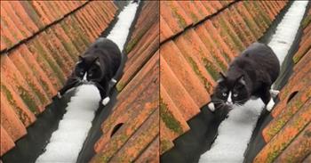 <p>One cat&rsquo;s hilarious snow-dodging maneuver will leave you in stitches. Apparently, this feline really does not enjoy the snow or being cold. So, to avoid the cold snow, the animal performed one of the most hysterical actions you&rsquo;ll likely ever see a cat do. Check out the short but hilarious clip!</p>

<p>Of the four seasons, winter is easily the worst. I&rsquo;m also confident that if a poll were to be conducted where people were asked about their favorite seasons, winter would come in last. It likely wouldn&rsquo;t even be much of a contest, either. Sorry, winter, but not many people like you.</p>

<p>While winter is arguably the prettiest of the seasons, especially when there is newly fallen snow on the ground, many still dislike it. I&rsquo;d venture to guess a big reason for that probable dislike is due to the weather conditions. No one enjoys freezing, sub-zero temperatures and frigid windchills, which commonly accompany the winter season.</p>

<p><a href="https://www.reddit.com/r/cats/comments/1h25rbz/this_is_how_my_cat_simpson_makes_sure_his_paws/?utm_source=embedv2&amp;utm_medium=post_embed&amp;utm_content=whitespace&amp;embed_host_url=https://www.sunnyskyz.com/happy-videos/13611/Cat-Refuses-To-Walk-On-Snow-Channels-Mission-Impossible-Moves&amp;rdt=45586">A hilarious video posted on social media</a> shows that humans are not the only creatures on Earth who do not enjoy winter or being cold. The 15-second clip posted on Reddit shows a black-and-white cat named Simpson outside, avoiding the snow.</p>

<p>The large, full-grown feline passes through a narrow walkway with a thick layer of snow right in the middle of it. Not wanting to touch the snow, the cat devises an ingenious and hilarious method to avoid touching it.</p>

<p>The animal stretches and spreads its legs far enough apart so that its paws can reach part of the path without snow. It then begins walking down the path. The cat continues its odd walking method down the walkway as it approaches the camera.</p>

<p>That cat must be extremely smart, as evidenced by its figuring out how to avoid the snow. However, it does look rather odd walking that way, which provides plenty of laughs to anyone who comes across the clip.</p>

<p><em><strong><a href="https://www.godtube.com/bible/proverbs/12-10">Proverbs 12:10</a></strong> &ldquo;An upright man has thought for the life of his beast, but the hearts of evildoers are cruel.&rdquo;</em></p>

