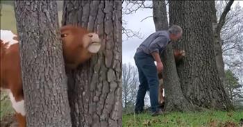 <p>What most calves don&rsquo;t know is that when a calf meets a tree, the tree wins every time. But a kind man comes to the rescue of a calf when it finds itself stuck in between two trees. If you&rsquo;ve ever had a bad day, I want you to know you&rsquo;re never alone. Even calves&ndash;those sweet, innocent creatures from the barnyard can get themselves into a pickle or two.&nbsp;</p>

<p>Now, I don&rsquo;t know about you, but I grew up on a ranch, and I know how precocious these sweet little creatures can be. They love to prance and run with the zoomies and try to eat grass like their mama&rsquo;,s and they love a few good scratches around their ears. The downside of being a calf is their curiosity. They get themselves stuck in the weirdest places like fences, in your backyard, in ponds, and like this calf, sometimes tangled up in a tree.&nbsp;</p>

<p>This calf decided that putting its head between two trees was a good idea. It&rsquo;s as if the trees whispered, &ldquo;Come here, young calf, and experience the greatest headlock of your life!&rdquo; And being the curious creature it was, the calf said, &ldquo;Sure, why not?&rdquo;&nbsp;</p>

<p>It&rsquo;s moments like this when you need a little human intervention because the good Lord told us to rule over the works of His hands (Psalms 8:6-9). Enter the man who spotted the distressed calf, head stuck, body wiggling, and obviously not understanding how trees can be so unforgiving. The poor thing was trapped and in serious danger&mdash;until this kind man arrived like a hero straight out of a barnyard drama.</p>

<p>What did he do? Well, he didn&rsquo;t just stand there with a furrowed brow, pondering the situation like a confused farmhand (I mean, I would have). No, this man assessed the situation like a pro. He rolled up his sleeves, prepared for a battle against nature&rsquo;s grip, and decided to lift the calf. That&#39;s right, folks&mdash;he lifted a calf whose head was very much wedged in a tree gap that no one should ever have to deal with.</p>

<p>And after some squirming, determination, and a few prayers, the calf&#39;s head slipped free. Victory! Not only did the calf get a second chance at life, but we all got a good reminder that sometimes, even trees can teach us about how we don&rsquo;t want to be stuck in life.</p>

<p>Now, if you find yourself in a similar predicament (because, you know, getting your head stuck between two trees is such a common occurrence), here&rsquo;s a pro tip from our hero: If lifting isn&rsquo;t an option, wait until a kind human comes along to offer help&mdash;no need to panic&mdash;just good ol&#39; practical thinking.</p>

<p>So, here&rsquo;s to the calves who get stuck, the kind humans who save the day, and the occasional reminder that life doesn&rsquo;t always go as planned. But as long as there&rsquo;s a rescue mission involved, we&rsquo;ll all be just fine&mdash;head and all!</p>

<p><em><strong><a href="https://www.godtube.com/bible/psalms/82-4">Psalm 82:4</a></strong> &quot;Rescue the weak and the needy; deliver them from the hand of the wicked.&quot;</em></p>
