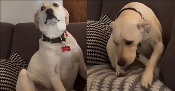 Dog Hilariously Gives Up Couch Spot in Adorable Standoff