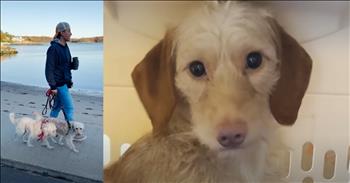 <p>A dog who was scared to death of humans undergoes a heartwarming and beautiful transformation. The animal did not want anything to do with human beings but eventually warmed up and found a forever home. Watch this short clip to watch this pup&rsquo;s dramatic and astonishing change.</p>

<p>Everyone wants to be loved and with people who will protect and treat them right. These are basic needs every human being desires and deserves. If those aren&rsquo;t met, people can and will grow up to experience various problems and issues.</p>

<p>The same is true for animals to a certain extent. <a href="https://www.youtube.com/watch?v=-nvyyWjkZ3I">A clip posted on YouTube</a> shows how an animal who grew up not interacting with humans or having any contact with them reacted when someone took it in and attempted to care for it. The dog would shy away, take cover behind other dogs and literally shake because it was so frightened.</p>

<p>&ldquo;He didn&rsquo;t want to be handled,&rdquo; the woman narrating the clip says. &ldquo;He wouldn&rsquo;t look at you at all.&rdquo;</p>

<p>The clip mentions that they had to wait a month before they could even bathe the animal because he was so afraid.</p>

<p>Raoul&rsquo;s foster parent was willing to take a chance on him and do whatever it took to help this animal. Eventually, that kindness and patience started to pay off as Raoul began to open up, welcoming more interaction with humans.</p>

<p>&ldquo;Every day was a baby step,&rdquo; she says about Raoul.</p>

<p>After about 10 days with his foster mom, Raoul began making strides, literally. He would take one, two and three steps in her direction.</p>

<p>&ldquo;He just needed to learn that humans weren&rsquo;t so scary, and after he understood that, he was good,&rdquo; she said.</p>

<p>The video ends by adding that after Raoul made these significant changes in his attitude toward and view of humans, he found his forever home and was adopted.</p>

<p><em><strong><a href="https://www.godtube.com/bible/proverbs/12-10">Proverbs 12:10</a></strong> &ldquo;An upright man has thought for the life of his beast, but the hearts of evildoers are cruel.&rdquo;</em></p>
