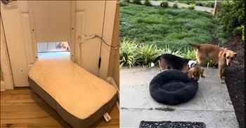 <p>It is always fun to watch dog videos. There is just something about them that never gets old. These friendly pooches just give us such happiness in life and truly are &ldquo;man&rsquo;s best friend.&rdquo; Check out this adorable video. This pup&rsquo;s quest for outdoor comfort is too cute to miss.</p>

<p>Dexter is the name of this dog, and his goal is to get his bed outside the house. This is one determined pup. As the owner chases Dexter through the home, she informs her pet that she has just bought him a new bed, and it is brand new as he drags the bed across the floor. He goes through the kitchen and goes down the hallway. She tells him that he cannot fit his bed through. The precious pet looks at her and continues on his mission toward the doggy door.&nbsp;</p>

<p>Dexter comically makes his way to the doggie door as the automatic door lifts the pup and proceeds to exit the house with all of his might, tugging the doggie bed with his teeth. He gets outside, and the owner tells him that it is not going to happen. He continues to persist and pulls at the bed from outside on the porch. The doggie door comically comes down on his bed as he persists.&nbsp;</p>

<p>The owner removed the new bed and then provided her pet with a smaller and older bed. Dexter proceeds to take this bed out of the door. He is successful this time and yanks the bed with him down the stairs and into the backyard. Mission completed.</p>

<p>This video can remind us of our own stubbornness to have our way in life. The Bible teaches us that we are to surrender to the Lord and trust in Him.&nbsp;</p>

<p><em>&ldquo;LORD, I know that people&rsquo;s lives are not their own; it is not for them to direct their steps.&rdquo; <strong><a href="https://www.godtube.com/bible/Jeremiah/10-23">Jeremiah 10:23</a></strong></em></p>
