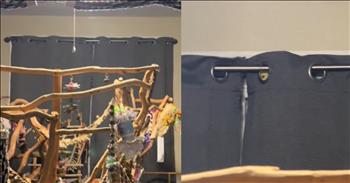 <p>A clever bird selected a perfect and absolutely hysterical hiding spot. The flying creature wanted to avoid being detected and picked what was likely the best hiding spot in order to achieve that goal. Watch the short video to see where the bird decided to hide.</p>

<p>Most people love and appreciate animals. Even if you&rsquo;re not a current pet owner, you likely still possess a soft spot in your heart for the cute and furry creatures. If nothing else, they were still placed on Earth by the God who gave you and me breath and put the sun, moon and stars in their spots.</p>

<p>But honestly, how can you not adore animals? They are loyal and loving and most of them are dependable to a fault. They are also usually good for a laugh or two, showing off their unique perspective and thinking in various ways. Another reason to like animals is the surprising amount of intelligence they possess. They are much more intelligent than a lot of people would like to believe.</p>

<p><a href="https://www.tiktok.com/@emma_jayne8/video/7442129142994292014">A short clip posted on social media</a> perfectly captures that intelligence in action. In the 30-second video, a bird does not want to return to its cage, and it clearly knows it&rsquo;s time to go to bed.</p>

<p>However, despite knowing what it should do and where it should go, the animal has another idea. To prolong its time outside its cage, the animal decides to hide as its owner searches for the winged creature. It absolutely selected the best spot, essentially blending into its surroundings, but at the same time, it&rsquo;s still able to keep a close eye on the woman looking for it.</p>

<p>The bird places itself behind curtains, near the top of them. With the text in the video, the bird&rsquo;s owner confesses that it took her forever to locate the animal. I think the same would likely be true if anyone else were looking for the bird.</p>

<p><em><strong><a href="https://www.godtube.com/bible/genesis/1-21">Genesis 1:21</a></strong> &ldquo;And God created great whales, and every living creature that moves, which the waters brought forth abundantly, after their kind, and every winged fowl after his kind: and God saw that it was good.&rdquo;</em></p>
