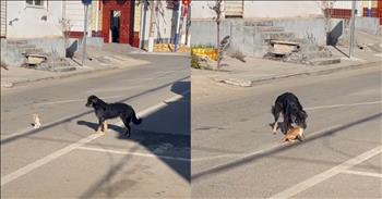 <p>One dog&rsquo;s sweet and heartwarming move helped to prevent a kitten from being harmed. The caring canine knew it had to act to prevent the tiny cat from sustaining a severe injury. Check out the short clip to see how the dog kept its kitten pal from being badly hurt.</p>

<p>Dogs and cats are typically not considered best friends, looking out for the other's best interests. In countless movies and television shows, cats and dogs are depicted as mortal enemies. Often, in those programs, the cat is constantly conniving and secretly working to unleash a dastardly plan that results in the dog&rsquo;s demise or vice versa.</p>

<p>However, as is often the case, not everything in movies and television is 100 percent perfectly accurate. In fact, they usually get things entirely wrong. Once again, that seems to be the case after seeing one sweet and heartwarming act and moment between a dog and its tiny feline friend.</p>

<p><a href="https://www.youtube.com/watch?v=06ZOvpyhFtg">In a video posted on social media</a>, a tiny kitten is spotted sitting in the road, dangerously close to oncoming traffic. If the kitten were to move a few more inches to its right, it would be right in the path of vehicles. But despite that nearby danger, the kitten remains in its spot and even decides this is a good place to bathe.</p>

<p>However, as the camera moves backward, the kitten has a protector close by. A large, full-grown cat stands a few feet from the kitten, watching over it. The dog soon approaches the kitten and attempts to remove it from that spot, hoping to move the cat to safety. The kitten, being a cat, of course, refuses to move.</p>

<p>The caring dog, undeterred by the kitten&rsquo;s stubbornness, takes matters into its own hands or mouth. The dog then picks up the kitten using its mouth and places it on the sidewalk.</p>

<p><em><strong><a href="https://www.godtube.com/bible/genesis/1-21">Genesis 1:21</a></strong> &ldquo;And God created great whales, and every living creature that moves, which the waters brought forth abundantly, after kind, and every winged fowl after his kind: and God saw that it was good.&rdquo;</em></p>
