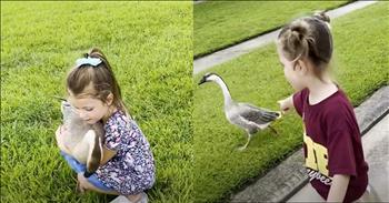 <p>A little girl and a lost goose have formed an unbreakable bond. The child and the animal have one of the cutest, most heartwarming friendships you will ever see. Check out the video to learn about the child's relationship with an unlikely animal.</p>

<p>Most people love, respect and appreciate animals. Even people who don&rsquo;t currently have a pet themselves still likely have a soft spot in their hearts for those creatures. How can you not love those little critters?</p>

<p>Now, of course, some are more lovable than others and make for better pets. Dogs and cats are some of the most obvious choices for pets. Some people, who may not consider themselves a dog or a cat person, may opt for a rabbit or even a tiny, beautifully decorated bird. However, a goose is one animal that will likely not top or even make many people&rsquo;s list of prospective pets.</p>

<p>Mostly, people go out of their way to avoid encountering those birds. They can be fiercely protective of their young to the point where they will hiss and bite anyone who comes within several yards of them. Not only that but geese can also be incredibly loud.</p>

<p>However, <a href="https://www.youtube.com/shorts/czu6RE2Sfnc">as a video posted on YouTube</a> makes clear, all of that did not keep one young lady from becoming incredibly attached to a lost goose. The short clip mentions that the goose essentially adopted the little girl and her family. It somehow found itself in the family&rsquo;s garage, trying to get in their house, and then never left.</p>

<p>The goose stayed close to the family on walks, following them around the block. When they took the wild animal to a nearby pond, thinking the goose may feel more at home in its natural habitat, it refused to leave. Gumbo the goose was here to stay.</p>

<p>The video hilariously shows the young lady carrying the animal around, holding the bird in all kinds of positions. The bird clearly enjoys all the love and attention from the child. They are buddies for life!</p>

<p><em><strong><a href="https://www.godtube.com/bible/proverbs/12-10">Proverbs 12:10</a></strong> &ldquo;An upright man has thought for the life of his beast, but the hearts of evildoers are cruel.&rdquo;</em></p>
