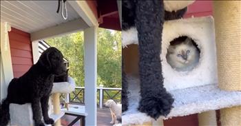 This Dog’s Cat-Like Behavior and Location Will Have You Laughing