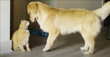<p>One cat finally warmed up to a dog, and the results are absolutely precious. This sweet, cute little dog wanted to be pals with his owner&rsquo;s cat so incredibly bad, and then, out of nowhere, it finally happened, making for one of the most adorable sights you&rsquo;ve ever seen. Check out the video to see how the dog&rsquo;s relentless attempts at friendship finally paid off.</p>

<p>Dogs and cats are constantly depicted as enemies in television shows and movies. We&rsquo;re led to believe that they are just too different from one another. Because of those perceived and actual differences, a friendship between a canine and a feline is a ridiculous idea, an impossibility. But sometimes the impossible is possible, though, right?</p>

<p>As every pet owner &ndash; past and present &ndash; will attest, cats and dogs are very different. Generally, cats like to be left alone and to do their own thing. On the other hand, dogs, for the most part, are full of energy and constantly in need of attention and love. When stating these stark personality differences out loud, it makes sense why dogs and cats may not get along.</p>

<p>However, <a href="https://www.youtube.com/watch?v=xi0soMEEzYo">a clip posted on YouTube</a> shows a golden retriever who was bound and determined to become friends with his furry, four-legged housemate, a large, full-grown, orange-and-cr&egrave;me colored cat. The dog, beginning as a puppy, would approach the cat badly wanting to play. Being a cat, the cat did not want to horse around and let the puppy clearly know its feelings on the matter.</p>

<p>But the dog was persistent and tried and tried and tried again. The dog wanted to be friends, and the cat really did not. At one point, the clip shows the cat quickly sprinting in the opposite direction when it spots the dog approaching.</p>

<p>Eventually, though, when the dog and cat&rsquo;s owners least expected it, they found the two animals cuddled together, making for one of the most heartwarming scenes you&rsquo;ve ever spotted. This shows that persistence pays off!</p>

<p><em><strong><a href="https://www.godtube.com/bible/genesis/1-21">Genesis 1:21</a></strong> &ldquo;And God created great whales, and every living creature that moves, which the waters brought forth abundantly, after their kind, and every winged fowl after their kind: and God saw that it was good.&rdquo;</em></p>

