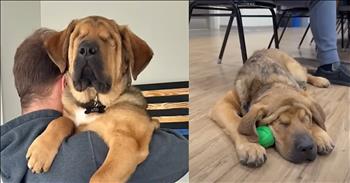 <p>A kindhearted and loving couple welcomed a blind dog into their home. One of them was initially worried and a little resistant to adding the animal to their household but was quickly won over. Check out this sweet and heartwarming video about one couple adding a blind canine to their home.</p>

<p>Animals are, without a doubt, some of the best things about our planet. Every pet owner &ndash; past and present &ndash; will wholeheartedly agree. They are some of Earth&#39;s most loving, dependable and loyal creatures. Treat an animal right and show them even the smallest amount of love, care and attention, and you&rsquo;ve likely got yourself a friend for life.</p>

<p>However, when selecting and adding a four-legged, furry family member, most people have a particular image or idea in their head. Often, this does not include an animal with a physical disability. Sadly, this means those cats and dogs who do have physical disabilities are usually left behind and struggle to find homes.</p>

<p>That was the case for Bear, a blind puppy from a litter of seven. The other six were adopted, except for Bear, until one couple decided to take him in and add them to their home. The woman, <a href="https://www.youtube.com/watch?v=GTHuhSPnbOg">Angie, narrating the video</a>, confesses that, at first, her fianc&eacute;, now husband, wasn&rsquo;t in favor of adopting the animal. However, Bear and the man quickly bonded and are now inseparable.</p>

<p>Angie mentions that many people questioned her decision to adopt a blind puppy but says that it has all worked out, and Bear has added so much joy, happiness and laughter to their home.</p>

<p>So, how does a blind dog get around the house without injuring itself? Angie admits that she also had these same fears but she soon learned that Bear is much like any other dog.</p>

<p>&ldquo;But honestly, we both looked at each other after a couple days, and we&rsquo;re, like, &lsquo;This is no different than a normal puppy,&rsquo;&rdquo; <a href="https://www.youtube.com/watch?v=GTHuhSPnbOg">she said</a>. It was really, really easy to get used to him. He&rsquo;ll bump into stuff once or twice, and then he knows it&rsquo;s there. His other senses are so strong.&rdquo;</p>

<p>What a beautiful example of unconditional love!</p>

<p><em><strong><a href="https://www.godtube.com/bible/genesis/1-21">Genesis 1:21</a></strong> &ldquo;And God created great whales, and every living creature that moves, which the waters brought forth abundantly, after their kind, and every winged fowl after his kind: and God saw that it was good.&rdquo;</em></p>
