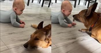 <p>A baby startled a dog, and the pup&rsquo;s sweet response will melt your heart. Given the animal&rsquo;s reaction, the dog was obviously not expecting the youngster&rsquo;s presence and touch. Watch the short but sweet video to see how the canine responded after being surprised by the adorable child.</p>

<p>Animals are precious beings placed on Earth by the same God who put the sun, moon and stars in their place. Since those critters are part of His creation, they deserve love, care and respect. Who wouldn&rsquo;t want to be treated in such a way?</p>

<p>Generally, if animals are treated with love, care and kindness, they respond similarly. Of course, there are exceptions to every rule, especially if the animal is something like a lion, tiger or a bear. You&rsquo;re best to treat those creatures with kindness and respect from a good, reasonable distance and behind a strong, secure barrier. Dogs, cats and other domesticated animals are the critters I&rsquo;m talking about specifically.</p>

<p><a href="https://www.youtube.com/shorts/vAwOob2JgMs">A clip posted on YouTube</a> shows a sweet interaction between a baby and a canine. As the video begins, the dog is hanging out, minding its own business, while it lies on the floor near what appears to be a couple of kitchen stools.</p>

<p>Moments into the clip, the dog&rsquo;s relaxation is disturbed. The baby crawls up next to the resting canine, reaches out and gently touches the animal&rsquo;s paw. The child&rsquo;s touch takes the animal by surprise. It quickly turns to look and see who or what has just made contact with its front paw.</p>

<p>Then, we are briefly left in suspense. At this moment, everyone watching the video will have one thought running through their mind: How is the dog going to respond?</p>

<p>Will the animal lash out in fear and anger or respond with love and kindness? The question is soon answered as the dog sweetly and lovingly licks the child on its hand. A massive smile comes across the child&rsquo;s face.</p>

<p>What a precious interaction!</p>

<p><em><strong><a href="https://www.godtube.com/bible/genesis/1-21">Genesis 1:21</a></strong> &ldquo;And God created great whales, and every living creature that moves, which the waters brought forth abundantly, after their kind, and every winged fowl after his kind: and God saw that it was good.&rdquo;</em></p>
