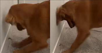 <p>This dog cannot get enough of the doorstopper. The animal was apparently absolutely enthralled and exhilarated by the mighty doorstopper, unable to leave the simple device alone. Watch the video to see the pup&rsquo;s hilarious fascination with the item that keeps opened doors from slamming into walls.</p>

<p>Dogs, as it has been said, are man&rsquo;s best friend. Most of those cute, furry, four-legged creatures are loving, dependable and loyal to a fault. Canines will put themselves in harm&rsquo;s way to help the people they most care about. Many videos, easily found all over the internet, display those extraordinary creatures' courageous and heroic actions.</p>

<p>However, even though dogs and most animals are capable of incredible and surprising feats in which they demonstrate their love and devotion for their owners, they can also be pretty simple creatures. Many animals want to be acknowledged and shown a little bit of love and kindness. Do that, and you&rsquo;ll likely have a friend for life.</p>

<p><a href="https://www.youtube.com/shorts/jqKzsQrWCN8">A hysterical clip posted on YouTube</a> shows that it also doesn&rsquo;t take much to entertain and capture an animal&rsquo;s attention. The video shows how one dog loves the doorstopper. Whether it was the noise or the motion from the simple household item, the canine could not get enough of it.</p>

<p>As the video shows, even when the animal was asked to calm down and cease playing with the doorstopper, it could not do so. Playing the doorstopper gave it too much joy. It frantically, over and over, continued to swat and play with it, causing it to bounce up and down at an enormous rate.</p>

<p>At one point, the animal could be heard growling at the doorstopper. Perhaps the animal believed it to be an intruder, and the dog was bound and determined to take care of the uninvited guest.</p>

<p><em><strong><a href="https://www.godtube.com/bible/proverbs/12-10">Proverbs 12:10</a></strong> &ldquo;An upright man has thought for the life of his beast, but the hearts of evildoers are cruel.&rdquo;</em></p>
