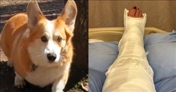 <p>A quick-thinking corgi saved the day after his owner&rsquo;s fall. The dog somehow knew exactly what to do after his owner had a nasty fall. Watch the short video to hear about the canine&rsquo;s heroic actions during a scary, precarious situation.</p>

<p>It&rsquo;s been said many times before that dogs are man&rsquo;s best friend. Canines are some of Earth&#39;s most loving, loyal and dependable creatures. All of that is true. However, it is so much more than simply being a friend.</p>

<p>Animals are so much more intelligent than most people would like to admit. These cute, furry, four-legged creatures never cease to amaze with their intelligence. In times of crisis, many animals know what to do and act, helping to deliver lifesaving medical attention in some cases.&nbsp;</p>

<p>That is precisely the case regarding Waldo, the sweetest, cutest little hero. <a href="https://www.youtube.com/watch?v=fzjIDUpOkOk">In a clip posted on YouTube</a>, Waldo&rsquo;s owner recalls how the pup responded during a terrifying incident on a walk, which was part of their morning routine. However, what happened next was anything but routine.</p>

<p>Jess says that she and Waldo were out on their morning walk when she fell down a hill. She describes the horrible situation she was in at the time.</p>

<p>&ldquo;And I was going down a hill,&rdquo; she said. &ldquo;My body went, and my right leg didn&rsquo;t, and I heard and felt this massive crack. I knew instantly something was wrong. When I looked at my foot, it was very apparent that I needed an ambulance right away.&rdquo;</p>

<p>She added that her &ldquo;body was pointing north, and my foot was pointing east.&rdquo;</p>

<p>That&rsquo;s when Waldo kissed Jess on the cheek and ran off to find help. Soon after, Jess said that she could see Waldo tugging and pulling on a stranger&rsquo;s pant leg; he was trying to guide them to Jess.</p>

<p>Waldo&rsquo;s heroics weren&rsquo;t done yet. He also ran off and found Jess&rsquo;s landlord. Because of the cute corgi&rsquo;s quick-thinking and heroic actions, Jess received the emergency medical attention that she so desperately needed.</p>

<p>Not only is Waldo adorable, but he&rsquo;s a hero!</p>

<p><em><strong><a href="https://www.godtube.com/bible/genesis/1-21">Genesis 1:21</a></strong> &ldquo;And God created great whales, and every living creature that moves, which the waters brought forth abundantly, after their kind, and every winged fowl after his kind: and God saw that it was good.&rdquo;</em></p>
