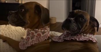 <p>A hilarious pup just wanted a guest to leave so she could get to sleep. The canine hysterically made its desire completely clear, wanting someone who does not live in her house to vacate the premises immediately. Watch the laugh-out-loud clip and see how the animal made its desire apparent to everyone.<br />
&nbsp;<br />
Most people want to be considered hospitable, welcoming and friendly. Of course, those are good traits and characteristics to possess. Pushing others away or excluding people for some arbitrary reason is not showing them the love of Christ, as all Christians are called to do. In fact, doing otherwise would not be an example of Christian love and kindness.&nbsp;<br />
&nbsp;<br />
However, even the most hospitable and welcoming person has their limits. No one wants guests who overstay their welcome and take advantage of their hosts. When and if situations ever reach that point, it can make for some rather awkward moments. Hopefully, that&rsquo;s something that never happens.<br />
&nbsp;<br />
<a href="https://www.youtube.com/shorts/sT1XRXRA1lI">A clip posted on YouTube</a> shows a dog who has had her fill of a guest. The sweet young pup wants her guest to exit her house so that she can go get some shuteye. Things are made even more awkward because the person the animal wants to leave is her owner&rsquo;s father.<br />
&nbsp;<br />
The dog insists that he get up off the couch and walk out the door. The animal starts to grunt and howl in the man&rsquo;s direction. It&rsquo;s time for him to go, according to how the dog sees things.<br />
&nbsp;<br />
Despite the boxer&rsquo;s hilarious insistence on the man leaving, the dog is told that it will not be getting its wish.<br />
&nbsp;<br />
&ldquo;No, Poppy, we&rsquo;re watching a movie right now,&rdquo; a woman tells the dog. &ldquo;You need to behave. You&rsquo;re going to let him finish the movie. Grandpa&rsquo;s watching a movie. He&rsquo;s not leaving right now.&rdquo;<br />
&nbsp;<br />
The animal is told to stop being rude, but that command goes in one ear and out the other. The animal keeps trying to pressure the man into leaving.<br />
&nbsp;<br />
<em><strong><a href="https://www.godtube.com/bible/romans/15-7">Romans 15:7</a></strong> &ldquo;So then, take one another to your hearts, as Christ took us, to the glory of God.&rdquo;</em></p>
