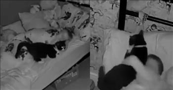 <p>A cat joined a youngster in bed for a precious snuggle session. The heartwarming moment between the young man and the feline is enough to cause even the most unemotional, stoic person to shed a tear. Watch the video to see the sweet moment between the two buddies.</p>

<p>Cats, much more so than dogs, are very independent and strong-willed creatures. They will do what they want when they want to, and there is nothing you can do to change their desires. You can plead and prod a feline to do something all you want, but they will likely wholly disregard and completely ignore you. Efforts to get a cat to act or sit in a particular way will, more often than not, be in vain.</p>

<p><a href="https://x.com/TheGoddessF/status/1860080635005796360">A video posted on social media</a> perfectly captures the stubborn, strong-willed, but sweet nature of a feline. In the black-and-white, sped-up, time-lapsed footage, the cat hangs around a bed where a child is trying to sleep.</p>

<p>It&rsquo;s clear very early on that the cat wants to be next to the young man in bed. The animal will stop at nothing to get as close as possible to him. The cat jumps in and out of bed, trying to find a position that is both comfortable and close to the little guy. The cat repeats this process, likely making getting shuteye nearly impossible.</p>

<p>About halfway through the 33-second clip, the cat&rsquo;s demand is answered and responded to by the young man. The cat is in bed, with its body oddly resting against the top of his head and forehead. He finally gets the cat&rsquo;s hint, grabs the feline, rolls over and holds the cat against his chest. The cat is finally at peace. It is where it wanted to be the entire time.</p>

<p>What a sweet moment. See, insistence and persistence do pay off!</p>

<p><em><strong><a href="https://www.godtube.com/bible/genesis/1-21">Genesis 1:21</a></strong> &ldquo;And God created great whales, and every living creature that moves, which the waters brought forth abundantly, after their kind, and every winged fowl after his kind: and God saw that it was good.&rdquo;</em></p>
