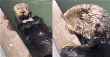 <p>A fisherman received an adorable surprise as a sea otter presented him with a gift. The cute critter was apparently in the giving mood as the animal left the unexpected gift for the man. Watch the video to see the precious moment. You&rsquo;ll be glad you did!</p>

<p>Animals are much more intelligent than most people would like to admit. Every day, they seem to find ways to surprise and astonish us with their knowledge and know-how. The internet is full of videos that capture and perfectly illustrate the intelligence level of canines, felines, ducks, rabbits and many other animals.&nbsp;</p>

<p>In addition to their intelligence, animals also seem able to experience and express empathy and kindness. How many videos have you seen where a dog or cat approaches someone in great distress and tries to offer them comfort? A short and incredibly cute clip posted on social media is another example of the love and kindness animals often show human beings.</p>

<p><a href="https://x.com/perry_ron/status/1884511808624754807">The video starts with the sea otter</a> swimming near a deck. It moves back and forth effortlessly, showing off its skills and ability in the water. As the adorable creature moves about in the water, it does so while holding what appears to be a rock in its front paws.</p>

<p>The man behind the camera speaks softly to the animal, asking, &ldquo;What&rsquo;s up, buddy? You got a little rock?&rdquo;</p>

<p>Somehow, the critter seemed almost to understand the man standing on the dock. It then approached the dock and gently placed the rock on it, offering it to the man.</p>

<p>The man grabs his gift from the animal and taps it lightly on the dock as the animal swims nearby. Eventually, by the end of the 44-second clip, the sea otter returns to take back the rock it had just presented to the man.</p>

<p>What an adorable clip!</p>

<p><em><strong><a href="https://www.godtube.com/bible/genesis/1-21">Genesis 1:21</a></strong> &ldquo;And God created great whales, and every living creature that moves, which the waters brought abundantly, after their kind, and every winged fowl after his kind: and God saw that it was good.&rdquo;</em></p>
