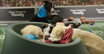 <p>The &ldquo;Great American Rescue Bowl&rdquo; showcases some sweet and cuddly competitors hoping for adoption. These precious dogs and cats are looking for their forever homes. It will surely be one of, if not the most heartwarming and adorable competition you&rsquo;ve ever seen. Check out the short clip to hear about the game, the sweet competitors, where to watch the big game and how you can help.</p>

<p>Americans love football, competition, and all the thrilling, nail-biting moments that come with it. With only seconds left in the game, will they get the ball into the endzone before the clock expires, or will the other team&rsquo;s defense hold up and keep them from scoring? That&rsquo;s the drama, the moments most Americans love watching!</p>

<p>In addition to football, Americans love and adore cute, furry, four-legged critters. What&rsquo;s not to love about dogs, cats, puppies and kittens? Some could even argue that cute, cuddly felines and canines top the list when it comes to what Americans love most.</p>

<p>So, knowing how much so many people love football and cute, cuddly animals, one television event combines both of those things into the most adorable, heartwarming game you&rsquo;ve ever seen. It&rsquo;s the 3rd annual &ldquo;Great American Rescue Bowl.&rdquo;</p>

<p>The Great American Rescue Bowl is a two-hour special scheduled to air on Great American Family on Sunday, February 9, from 12 to 2 p.m. Sunday&rsquo;s game will feature the highly anticipated match-up of The Sweetie Pies and The Totally Take Me Homes.</p>

<p>Those dogs and cats will compete against one another for the big win and for your hearts as they are all hoping for a furever, loving home.</p>

<p>For more information on the Great American Rescue Bowl, <a href="https://www.greatamericanfamily.com/show/great-american-rescue-bowl-2024/">click here</a>.</p>

<p><em><strong><a href="https://www.godtube.com/bible/genesis/1-21">Genesis 1:21</a></strong> &ldquo;And God created great whales, and every living creature that moves, which the waters brought forth abundantly, after their kind, and every winged fowl after his kind: and God saw that it was good.&rdquo;</em></p>
