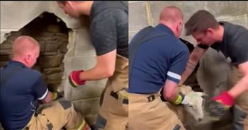 <p>Firemen worked frantically to free a sheep stuck inside a wall. Somehow, the animal had gotten stuck behind a wall and could not get out, so emergency responders arrived on the scene to help. Watch the video to watch the firemen work to free the animal from its unusual predicament.</p>

<p>Animals are special and unique creatures that were put on Earth by the same God who created you and me. Dogs, cats, rabbits, chickens and every other critter you can think of are all part of His creation. Sure, some are cuter and cuddlier than others, but they must all still be precious in His sight. Why else would He have put them on Earth?</p>

<p>Because animals are part of the Lord&rsquo;s creation, they deserve love, kindness and consideration. Treating them in such a way can and does mean bringing some of them into your home as a pet. Part of treating them correctly and thoughtfully can and does also mean coming to their aid and assistance when they are in trouble.</p>

<p>In a <a href="https://www.youtube.com/watch?v=8Z42PaxiGOw">clip posted on YouTube</a>, firefighters responded to a scene after hearing scared and strained screams. They learned that a sheep had gotten stuck between two concrete walls. The description states that the animal got into this odd situation during playtime with one of its babies.</p>

<p>The video shows three firemen pulling and tugging on the trapped animal after creating a sizable hole in the wall. Eventually, after much struggle and effort, the men were able to remove the animal from between the walls.</p>

<p>After its release from its odd position, the mother sheep returned to its baby. The animal must have been thrilled and relieved to return to its baby. Let&rsquo;s hope those two choose a different location to play and chase one another next time.&nbsp;</p>

<p><em><strong><a href="https://www.godtube.com/bible/genesis/1-21">Genesis 1:21</a></strong> &ldquo;And God created great whales, and every living creature that moves, which the waters brought forth abundantly, after their kind, and every winged fowl after his kind: and God saw that it was good.&rdquo;</em></p>
