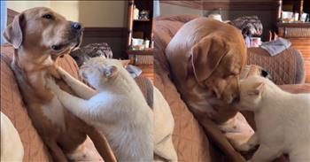 <p>Who says cats and dogs are enemies? If that&rsquo;s the case, this sibling pair didn&rsquo;t get the memo. This dog and cat&rsquo;s precious interaction is the cutest thing you&rsquo;ll see today.&nbsp;</p>

<p>It was just an ordinary afternoon&mdash;until their owner walked into the living room and found a sight too precious for words. Sprawled across the couch were the unlikeliest of best friends: a dog and a tabby cat, lost in their own little world of snuggles and soft pats.</p>

<p>At first, it was all gentle taps&mdash;tiny, careful paws reaching out in what looked like a slow-motion game of patty cake. The cat, ever the dignified one, kneaded imaginary biscuits right into the dog&rsquo;s heart. The dog, in turn, leaned in, his tail wagging ever so slightly as he gave the softest little nibble&mdash;a playful &ldquo;cob&rdquo; on his feline sibling&rsquo;s back.</p>

<p>What we love best about capturing this action on camera were the comments filling up the owner Kimberly Webb&rsquo;s <a href="https://www.tiktok.com/@kwebb3502/video/7452475015523470622">TikTok</a> when he shared the video with &lsquo;Every Breath You Take&rsquo; by The Police playing in the background. Millions of viewers fell in love, and so much to say.&nbsp;</p>

<p>One fan <a href="https://www.tiktok.com/@kwebb3502/video/7452475015523470622">added</a>, &ldquo;I&rsquo;ve never seen a cat and a dog so easily communicate to each other that they love each other and they both actually understand it.&rdquo; Another <a href="https://www.tiktok.com/@kwebb3502/video/7452475015523470622">said</a>, &ldquo;Biscuits and cobbing, a love of epic proportions indeed!&rdquo;&nbsp;</p>

<p>If love had a language, this was it. No barking, no meowing&mdash;just quiet companionship wrapped in fur and warmth.</p>

<p>Eventually, the biscuit-making slowed, the head nudges turned into a cozy sprawl, and before long, the two were curled up together, completely at peace. The big pup let out a deep sigh, resting his big fluffy head against the cat&rsquo;s head with a few quick licks while the tabby stretched just enough to enjoy the attention</p>

<p>And then, as if they had been doing this for years, they got comfortable on the couch, no doubt getting ready for a long afternoon snooze. Because sometimes, love is as simple as a cat, a dog, and a couch big enough for two.</p>

<p><em><strong><a href="https://www.godtube.com/bible/ecclesiastes/4-9">Ecclesiastes 4:9-10</a></strong> "Two are better than one, because they have a good return for their labor: If either of them falls down, one can help the other up. But pity anyone who falls and has no one to help them up."</em></p>
