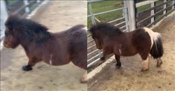 <p>A mini horse&rsquo;s unbelievable stop will leave you impressed and laughing hysterically. The small animal was able to stop just in time, right before disaster. Watch the short but laugh-out-loud video of the miniature animal displaying its incredibly impressive brakes.</p>

<p>Animals are amazing creatures. Even if you aren&rsquo;t the biggest animal fan in the world, you still must admit that they are fascinating beings. Every day, it seems, they do something where they impress with their surprising level of intelligence or physical ability or both. &nbsp;</p>

<p>Not only are they often thoroughly impressive, but they are usually entertaining, providing a belly laugh here and there. In a <a href="https://www.tiktok.com/@allthingsequestrian93/video/6893554827855498498">clip posted on social media</a>, a mini horse showed off its awe-inspiring ability to stop at a moment&rsquo;s notice.</p>

<p>The nine-second video begins with two miniature horses racing down a hill. The two animals are going full speed, with one chasing the other. They are having fun, enjoying the outdoors and getting some cardio. We could all stand to get some more exercise, whether it be cardio or weight training. We could all take a lesson from these two cute, furry, four-legged critters.</p>

<p>However, the only problem with the animal&rsquo;s chosen activity is that they are in an enclosed, confined space. They are quickly approaching the barrier, which keeps them in that area. The horse being chased is still moving at a high rate of speed as it barrels toward the fence.</p>

<p>With only feet until it hits the fence, the miniature horse puts on the brakes. At this point, disaster is an assured outcome, right? The horse is going to slam into the fence and sustain an injury of some kind. But that is not the case; the horse slides and is amazingly able to stop mere inches from hitting the fence.</p>

<p><em><strong><a href="https://www.godtube.com/bible/genesis/1-21">Genesis 1:21</a></strong> &ldquo;And God created great whales, and every living creature that moves, which the waters brought forth abundantly, after their kind, and every winged fowl after his kind: and God saw that it was good.&rdquo;</em></p>
