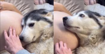 <p>A precious and heartwarming video shows the growth and changes in the relationship between a husky and a child. The animal and the child have a cute, special and tear-jerking bond. Watch the short but beautiful video that captures the changes over the years between the little girl and the canine. However, make sure you have the tissues nearby before you hit play.<br />
&nbsp;<br />
It's been said that dogs are man&rsquo;s best friend. Those who have ever had the privilege of having a dog understand that saying completely. Canines are some of the most loving, gentle, loyal and dependable creatures on Earth. When dogs are treated with kindness, love and respect, there is nothing they wouldn&rsquo;t do for the people they love.<br />
&nbsp;<br />
An unbelievably sweet and heartwarming video <a href="https://www.instagram.com/reel/C-daAlFMNoX/">posted on social media</a> captures the adorable love and relationship between a stunningly beautiful husky and a little girl. Their relationship and bond started even before the child was born.<br />
&nbsp;<br />
The video starts with the husky sweetly and gently laying its head on a pregnant woman&rsquo;s stomach. The animal seems to know and understand that she is carrying a precious little one, a gift from the Lord above.<br />
&nbsp;<br />
The next several sequences in the video show the husky lying right next to the baby, attentively and lovingly looking after the baby. That canine would not let any harm come to that child, likely stepping in and giving up its life if it would have ever come to that point.<br />
&nbsp;<br />
At one point, a man, likely the child&rsquo;s father, reaches over to touch the child and the husky essentially tries to stop him, pushing his hand away from the little one. She doesn&rsquo;t want any harm to come to the child.<br />
&nbsp;<br />
Eventually, the video ends with the child walking and playing doctor and giving the husky a check-up. But while both &ndash; the child and the dog &ndash; get older, the love and deep bond between them remains the same.<br />
&nbsp;<br />
God certainly knew what He was doing when he placed dogs on the Earth. Some may even go so far as to say that we do not deserve dogs.<br />
&nbsp;<br />
<em><strong><a href="https://www.godtube.com/bible/proverbs/18-24">Proverbs 18:24</a></strong> &ldquo;A man that has friends must show himself friendly: and there is a friend that sticks closer than a brother.&rdquo;</em></p>
