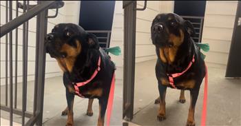 <p>A stubborn pup&rsquo;s hilarious refusal to use stairs will have you in stitches. The canine, for whatever reason, would not budge and use the stairs. Watch the short but hysterical clip of the strong-willed animal who is obviously not a fan of using the stairs.</p>

<p>Modern technology is excellent and, for the most part, has improved our lives significantly. Of course, like everything else, there are exceptions to the rule. Not all technological improvements are terrific, or someone has found a way to abuse and misuse technology. But, in general, we can all agree we&rsquo;ve benefited in many ways from technological improvements.</p>

<p>However, one definite drawback to technology's constant improvement is our increased reliance on it. Anytime the internet goes down for any amount of time, people inevitably have a meltdown. They lose their minds. Due to how some individuals respond to any internet outage, you&rsquo;re likely left thinking and questioning how this person survived and functioned in a world without Google or Facebook.</p>

<p><a href="https://www.tiktok.com/@rotti.mila/video/7455471993874517294">A hilarious video posted on social media</a> shows how one canine has also become coddled by modern technology. The animal stands at the top of a flight of stairs and refuses to move. The woman behind the camera pleads with and tries to use a variety of ways to incentivize the dog to head downstairs.</p>

<p>However, the woman&rsquo;s efforts are in vain. The dog is not and does not move a muscle. It has staked out a literal position, and it will not move. Nothing the woman does is going to change that fact.</p>

<p>Early in the video, the woman drops a hint as to why the dog may not be moving. She apologizes to the canine, saying she is sorry that &ldquo;we moved into an apartment that don&rsquo;t have elevators.&rdquo;</p>

<p>It turns out that the dog may be too reliant on technology to get from Point A to Point B, and now, it will not budge. It seemingly knows that technology exists.</p>

<p><em><strong><a href="https://www.godtube.com/bible/genesis/1-21">Genesis 1:21</a></strong> &ldquo;And God created great whales, and every living creature that moves, which the waters brought forth abundantly, after their kind, and every winged fowl after his kind: and God saw that it was good.&rdquo;</em></p>
