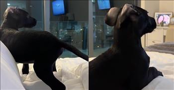 <p>This dog&rsquo;s love for &ldquo;Bluey&rdquo; is the cutest thing you&rsquo;ll see today. The adorable pup immediately stopped what it was doing and gave its undivided attention to the popular cartoon dog. Watch this short but heartwarming clip to see how the precious canine reacted when the cartoon appeared on television.</p>

<p>Animals are hilarious, intelligent and unique creatures. They were placed on Earth by the same God who gave you and me breath. So, they must hold a special spot in His heart as they do in so many of ours.</p>

<p>Without a doubt, those cute, furry and four-legged critters are some of the best things we&rsquo;ll encounter during our lives. They are loving, loyal and dependable to a fault. However, while those animals are all those things and more, one thing they most certainly are not is attentive. For the most part, they are constantly moving around, chasing this, or playing with that. Trying to capture their attention for even a moment is usually a lost cause.</p>

<p>However, <a href="https://www.youtube.com/shorts/PbLox93jpMU">a hilarious video posted on YouTube</a> shows one thing that captivated a pup&rsquo;s attention: &ldquo;Bluey.&rdquo; As the video shows, the dog is out of control, having the time of its life as it runs back and forth across the bed. But the instant the popular cartoon comes on TV, the dog stops what it&rsquo;s doing and is immediately glued to the screen.</p>

<p>The dog hears the show&rsquo;s theme and turns its head toward the screen. As the episode starts, the animal gets comfortable, settled in and is ready to see what adventures Bluey and pals go on next.</p>

<p>Good luck getting this dog to do anything while watching its favorite television shows. It&rsquo;s probably best to try once the latest episode of &ldquo;Bluey&rdquo; is over.</p>

<p><em><strong><a href="https://www.godtube.com/bible/genesis/1-21">Genesis 1:21</a></strong> &ldquo;And God created great whales, and every living creature that moves, which the waters brought forth abundantly, after their kind, and every winged fowl after his kind: and God saw that it was good.&rdquo;</em></p>
