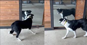 <p>One dog had the sweetest response after spotting itself in the mirror. When it gazed at the reflective surface, the young pup saw someone who looked extremely familiar and had the most adorable reaction to what it saw. Watch the short but sweet video to see what the adorable canine did when it came across a mirror.</p>

<p>Everyone is concerned with their appearance to a certain extent. For some people, how they look is much higher on their list of priorities and interests than others. Many people are more than happy with achieving a presentable appearance, while others can spend hours putting on their faces.</p>

<p>Whatever your level of concern is about your appearance, everyone uses mirrors to help them get ready in the morning. However, proceed and use them with caution. The images reflected at you could, at times, be frightening!</p>

<p><a href="https://www.youtube.com/shorts/80FhHmjQPX8">In a clip posted on YouTube</a>, one dog was not scared in the slightest when he caught a glimpse of himself in the mirror. Instead, the sweet pup reacted in what is likely the cutest, most heartwarming way possible.</p>

<p>The video begins with the dog scurrying around, almost like it&rsquo;s looking for something. Moments later, the dog disappears into a room, and as quickly as the animal ran off before, it returns. Then, it becomes clear what the canine is doing.</p>

<p>In the room with the animal is a mirror. When the dog comes across the reflective surface, it is startled by what it sees. The dog hilariously stops and peers into the glass. Hysterically, the animal is looking for the cute, furry, four-legged creature it spotted in the mirror.</p>

<p>It remains to be seen if the sweet dog will ever find the other animal. Only time will tell. Either way, that is one of the sweetest videos you&rsquo;ll ever see.</p>

<p><em><strong><a href="https://www.godtube.com/bible/genesis/1-21">Genesis 1:21</a></strong> &ldquo;And God created great whales, and every living creature that moves, which the waters brought forth abundantly, after their kind, and every winged fowl after his kind: and God saw that it was good.&rdquo;</em></p>
