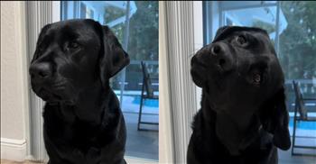 <p>A pup had a funny and adorable response while getting a serious talking-to from its owner. The sweet canine seemed genuinely interested in and concerned about the words and messages being relayed to it. Watch the short video to see how the precious pup hilariously demonstrated interest in what its owner said to her.</p>

<p>The good Lord continues to bless and touch our lives in endless ways, none of which we deserve. One of the most obvious ways He blesses us is with the people he places in our lives. Those individuals become people we can rely upon and trust and be shoulders to cry on and lean on during struggles and hardships.</p>

<p>Additionally, the Lord will put animals in our lives. Those cute, furry, four-legged creatures often become some of the best friends you&rsquo;ve ever had. They also typically provide some free entertainment, with their odd, hysterical hijinks making for quite a few laughs. <a href="https://www.tiktok.com/@livinlavitalexi/video/7456786172866546986">A clip posted on social media</a> shows how one dog, while trying hard to grasp what its owner was telling her, made for one of the most hilarious and cutest moments you&rsquo;ll likely ever see.</p>

<p>In the video, the woman behind the camera tells the pup she has some news for the animal. There is some bad news and good news, she tells the inquisitive animal. What does the animal want to hear first?</p>

<p>The woman behind the camera then tells the canine news about the kids returning to school following a break. However, all is not lost. The canine can go along as the kids get driven to and picked up at school.</p>

<p>However, while this information is being relayed to the dog the whole time, the animal twists and turns its head from side to side. It genuinely seems to be trying to understand what its owner is saying to it. The sweet dog knows this is important and badly wants to understand it.</p>

<p>What a delightful moment that shows God knew exactly what He was doing when He blessed us with dogs.</p>

<p><em><strong><a href="https://www.godtube.com/bible/genesis/1-21">Genesis 1:21</a></strong> &ldquo;And God created great whales, and every living creature that moves, which the waters brought forth abundantly, after their kind, and every winged fowl after their kind: and God saw that it was good.&rdquo;</em></p>
