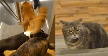 <p>These dogs refuse to go downstairs for the funniest reason. A handful of pups were too afraid to head down a flight of stairs because of the scary, frightening being that stood in their way. Watch the short but hysterical clip to see what kept several canines afraid to go downstairs.</p>

<p>Movies and television constantly portray dogs and cats at odds. Those cute, furry, four-legged creatures seem destined always to be enemies, never able to put aside their differences. On the surface, it makes sense. Dogs, in general, are very outgoing and affectionate, never afraid to show their emotions, especially to the people they love the most. Cats, on the other hand, are much more reserved and cautious with everything they do.</p>

<p>However, as different as cats and dogs are from one another, dogs are always shown to be the aggressors, the ones more likely to exert their power and will. Because of their reserved nature, cats are typically left to react to the dog&rsquo;s move.</p>

<p>However, <a href="https://www.youtube.com/shorts/KSlNKJKJ-rQ">a hilarious video posted on social media</a> completely turns the tables on that thinking. The short clip starts with a handful of dogs standing at the top of a flight of stairs. Obviously, they want to walk down the stairs, but something is keeping them from doing so. What could it be?</p>

<p>A few seconds later, the furry roadblock is revealed. A rather upset cat sits in the middle of the stairs and looks up at the canines. The feline&rsquo;s icy gaze has frozen the five dogs in their tracks. None of them want to walk by the angry cat.</p>

<p>Looking at the upset feline, you can almost hear Gandalf say, &ldquo;You shall not pass!&rdquo;</p>

<p>Eventually, the cat relents, giving up its position, and runs down the stairs as the dogs quickly follow.</p>

<p><em><strong><a href="https://www.godtube.com/bible/genesis/1-21">Genesis 1:21</a></strong> &ldquo;And God created great whales, and every living creature that moves, which the waters brought forth abundantly, after their kind, and every winged fowl after his kind: and God saw that it was good.&rdquo;</em></p>
