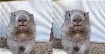 <p>This is easily the cutest, most precious case of hiccups you&rsquo;ll ever see. The small, adorable animal was experiencing hiccups, and it is likely one of the most heartwarming things of all time. Watch the short video to see the sweet animal dealing with the hiccups.</p>

<p>In life, many situations can grate and wear thin on the nerves. Some of these we have control over, and sadly, others we do not. Unfortunately, when those circumstances are beyond our control, we just have to learn to deal with them.</p>

<p>Personally, one of the most annoying situations is hiccups or a nagging cough. Those involuntary reactions and movements are odd and can be rather bothersome. Yes, there are many strategies for eliminating hiccups. Some of them have met with varying degrees of success.</p>

<p>However, most of the time, when it comes to the hiccups, you&rsquo;ll have to let them run their course. Typically, they don&rsquo;t last too terribly long; at least, you hope they don&rsquo;t. As it turns out, humans aren&rsquo;t the only creatures on Earth who can develop hiccups.</p>

<p>A short but <a href="https://www.tiktok.com/@drkatrinawarren/video/7472556802568162578">adorable video posted on social media</a> captures an animal, a baby wombat, hiccupping. In the 11-second clip, the tiny critter stares directly into the camera as it hiccups several times. To make it even cuter, the wombat&rsquo;s hiccups are almost silent. If there is any noise around you while viewing the clip, you will certainly not hear it.</p>

<p>Like most humans, when they get hiccups, I&rsquo;m sure the wombat is trying to figure out a quick and straightforward way to eliminate them. But no human has ever looked quite this cute while hiccupping.</p>

<p><em><strong><a href="https://www.godtube.com/bible/genesis/1-21">Genesis 1:21</a></strong> &ldquo;And God created great whales, and every living creature that moves, which the waters brought forth abundantly, after their kind, and every winged fowl after his kind: and God saw that it was good.&rdquo;</em></p>
