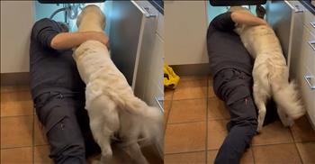<p>A sweet pup lent a helping paw to a plumber fixing the sink. The adorable canine wanted to do what it could to help the man solve the issue with the kitchen sink. Watch the short but sweet and precious video that shows how the animal did what it could to help the plumber get to the bottom of the issue.</p>

<p>Plumbing issues, whenever they happen, are some of the worst problems you&rsquo;ll ever encounter. It doesn&rsquo;t matter if you&rsquo;re a homeowner or a renter; plumbing issues will ruin your day. The last thing anyone wants to wake up or come home to is a clogged sink or non-working/broken toilet.</p>

<p>Thankfully, there are individuals who are skilled in fixing those issues. Once you have someone come to your house to assess the situation, they can usually solve the problem within a matter of hours or a couple of minutes. Their solution often saves you from a world of hurt and despair. Again, clogged and leaky/broken drains are the worst.</p>

<p>But no matter what the issue is, it&rsquo;s always a good idea to know what happened and how to fix it in case it happens in the future. <a href="https://www.youtube.com/shorts/x_Z1AK4FdBM">A clip posted on YouTube</a> shows an animal trying to get this information as a problem works under a kitchen sink.</p>

<p>The animal was right under the sink with the man, wanting to see and experience everything the plumber was doing in real time. The canine did not want to miss a thing.</p>

<p>Instead of reacting angrily at the animal&rsquo;s insistence on being right in the plumber&rsquo;s face and workspace, the plumber in Denmark responded with kindness and love. He welcomed his furry, four-legged workmate, giving the golden retriever a few loving scratches and rubs on the head.</p>

<p>Next time the kitchen sink clogs, the golden retriever will know precisely what to do.</p>

<p><em><strong><a href="https://www.godtube.com/bible/genesis/1-21">Genesis 1:21</a></strong> &ldquo;And God created great whales, and every living creature that moves, which the waters brought forth abundantly, after their kind, and every winged fowl after his kind: and God saw that it was good.&rdquo;</em></p>
