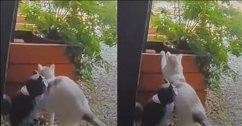 <p>One cat adorably sees the kids off to school every morning. The precious feline has the sweetest habit of accompanying the kids to the bus stop and then watching as they board and it pulls away from the curb. Watch the short but heartwarming clip to see the animal&rsquo;s tear-jerking routine.</p>

<p>Anyone who does not at least like animals is someone to monitor closely. How could you not adore those creatures? They are loyal and dependable, always waiting for you when you walk in every night. Also, those cute, furry, four-legged critters love unconditionally.</p>

<p>Typically, dogs exhibit these traits and characteristics most regularly. Spend a few minutes with a dog, and it&rsquo;s easy to see why they are often referred to as man&rsquo;s best friend, but cats aren&rsquo;t immune to displaying their dependable and loving side. They can be just as caring, maybe even more so than canines. Yes, felines are generally more reserved and cautious than dogs, but once a cat approves of you, they won&rsquo;t leave you alone.</p>

<p><a href="https://www.tiktok.com/@angelinaminichilli/video/7469804971240836358">A clip posted on social media</a> captures a sweet and loving cat during its morning routine. It is sure to bring a tear to your eye. The video begins with several children climbing aboard a school board in a snow-covered landscape. Once the new miniature passengers have made their way onto the large, yellow vehicle, it begins to pull away from the curb, most certainly in search of more children waiting to be picked up for school.</p>

<p>It doesn&rsquo;t seem out of the ordinary, right? Well, look closely a few feet behind the children, and you&rsquo;ll notice a creature sitting in the snow, watching everything happen. A cat keeps a close eye on everything, ensuring everything goes according to plan.</p>

<p>The video appears with text near the bottom of the screen informing viewers that the feline does this every morning. The animal stops and watches to ensure the children get on the bus safely. Once everything appears OK, the loving feline returns to the house, hoping to warm up from its morning outing quickly.</p>

<p><em><strong><a href="https://www.godtube.com/bible/genesis/1-21">Genesis 1:21</a></strong> &ldquo;And God created great whales, and everything living creature that moves, which the waters brought forth abundantly, after their kind, and every winged fowl after his kind: and God saw that it was good.&rdquo;</em></p>
