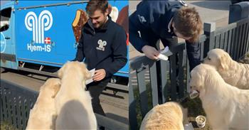 <p>A trio of adorable pups excitedly await the ice cream truck. The three canines knew precisely what day it was and what specific vehicle would soon pull up in front of their house in minutes. Watch the short and precious clip to see the sweet dogs and how they patiently wait for the ice cream truck to make its much-anticipated appearance.</p>

<p>Everyone loves ice cream, right? It comes in nearly every single flavor imaginable. If that wasn&rsquo;t enough, an endless lineup of syrups, sauces and other toppings can be added to your ice cream treat. Can you imagine someone who doesn&rsquo;t enjoy the tasty frozen treat? Even people who are lactose intolerant, whose bodies cannot physically handle dairy, are likely to battle through it to enjoy a scoop of vanilla or rocky road.</p>

<p>Ice cream is one of the most universally beloved foods. In that way, it&rsquo;s like pizza or music&mdash;there is something for everyone. It turns out that humans are not the only creatures on Earth who appreciate ice cream. <a href="https://www.tiktok.com/@dogmom.dk/video/7479402805472677142">A clip posted on social media</a> shows that canines also scream or at least bark for ice cream.</p>

<p>The video shows the three golden retrievers standing, holding themselves up with a nearby fence as they await the ice cream truck. Once they spot the blue ice cream truck making its way down the road, the pups get even more excited and rush over to the driver as soon as he steps out of the vehicle.</p>

<p>Seconds after his arrival, the three dogs get what they have been so badly longing for: a doggy version of ice cream. The kind gentleman places three cups of the special puppy ice cream on the ground and rips off the lid so they are ready for consumption. The animals waste no time and quickly get to inhaling their frozen treats.</p>

<p><em><strong><a href="https://www.godtube.com/bible/genesis/1-21">Genesis 1:21</a></strong> &ldquo;And God created great whales, and every living creature that moves, which the waters brought forth abundantly, after their kind, and every winged fowl after his kind: and God saw that it was good.&rdquo;</em></p>
