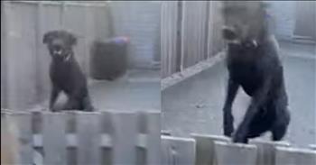 <p>One dog&rsquo;s sweet and over-the-top reaction to seeing its owner return home will melt your heart. The pup was more than a little excited to see one of its favorite people walking up the driveway. Watch the short but heartwarming and hilarious clip to see how the canine responded.</p>

<p>How can you not love dogs or, at the very least, like and appreciate them? They are, without question, some of the most loyal, dependable and loving members of God&rsquo;s creation. Repeatedly, as seen in clip after clip, it&rsquo;s proven that dogs, indeed, are man&rsquo;s best friend. Seriously, you probably need to keep a close eye on those who don&rsquo;t like dogs.</p>

<p>Show a dog even the smallest amount of kindness and attention, and you&rsquo;ve got yourself a friend for life. <a href="https://www.youtube.com/shorts/IeAQbfuLu3A">A clip posted on YouTube</a> shows how overjoyed one pup was to see its owner and best friend return. The animal could not contain its happiness, and it literally began leaping for you, making for a pretty hilarious but sweet and heartwarming display.</p>

<p>The short video begins with the person behind the camera making his way up the driveway, likely returning home from work. The animal spots the individual coming toward them and reacts in the sweetest way. The pup, behind a wooden fence, begins to leap up and down repeatedly. The dog&rsquo;s enthusiastic greeting even causes the man behind the camera to chuckle.</p>

<p>While the dog&rsquo;s reaction is beyond adorable, it&rsquo;s also fairly impressive. The pup has an incredible vertical leap. It seemingly gets more air with each subsequent jump. With a couple of the animal&rsquo;s higher leaps, its tail even comes into view as it wags excitedly back and forth.</p>

<p>Who wouldn&rsquo;t want to see their pet react similarly, even just one time? &nbsp;</p>

<p><em><strong><a href="https://www.godtube.com/bible/genesis/1-21">Genesis 1:21</a></strong> &ldquo;And God created great whales, and every living creature that moves, which the waters brought forth abundantly, after their kind, and every winged fowl after his kind: and God saw that it was good.&rdquo;</em></p>
