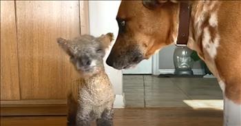 <p>It started with a cry&mdash;a tiny, helpless sound lost in the hush of morning. A newborn lamb, still slick from birth, was searching for warmth, for comfort, for a mother&rsquo;s touch. But instead of drawing her close, his mother turned away. That&rsquo;s when a dog named Max became a loving parent to this sweet, rejected baby lamb.&nbsp;</p>

<p>Max stood by and kept watch as her humans did everything they could to foster the mother bond for little Beau. No matter what her human tried&mdash;rubbing him with his mother&rsquo;s scent, giving them time in close quarters&mdash;she wanted no part of him. She only grew more distant, more agitated, until the answer became clear. She wasn&rsquo;t going to be his mother.</p>

<p>Max, the family dog, had been watching from the sidelines. And when she heard Beau&rsquo;s cries, she couldn&rsquo;t ignore them. She knew what the sound of feeling lonely felt like. She also knew what it felt like to belong to a family. So, she padded over, sniffed the trembling lamb, and then, with the gentleness only a dog can muster, he licked Beau&rsquo;s face as if to say, &ldquo;It&rsquo;s okay, I&rsquo;ve got you.&rdquo; And from that moment, Max did.</p>

<p>They became inseparable. Max kept watch while her human mom bottle-fed Beau, standing guard like the fiercest protector. They napped together, curled up in the sun-drenched house. They ate lunch side by side&mdash;one drinking milk, the other crunching kibble, but both knew they belonged to each other. And they played like nobody&rsquo;s business. They loved to run and play a game of tag.&nbsp;</p>

<p>Max taught Beau how to play, how to trust, and how to feel safe. And Beau, in her own little way, taught us so too. Max something too&mdash;how to love like a parent, how to step in when someone needs you most.</p>

<p>But then came the day every foster parent dreads&mdash;the day Beau had to go back with the other sheep. He had grown strong enough, big enough. It was time.</p>

<p>His human mom was worried. Would Beau forget? Would he disconnect now that he was back in the flock? Had the love Max poured into him mattered?</p>

<p>And every time Max is out in the pasture, Beau comes running. No hesitation. No forgetting. He nudges Max, plays with her, lingers by her side. Because love doesn&rsquo;t just disappear. Love remembers.</p>

<p>Max didn&rsquo;t have to care for a tiny, rejected lamb. But she did. And because she did, Beau will never be the same.</p>

<p>And isn&rsquo;t that the kind of love we all long for? The kind that steps in when we&rsquo;re lost, the kind that sees past where we came from and loves us anyway? The kind that stays, even when the seasons change?</p>

<p>Because the truest love doesn&rsquo;t just love for a little while. It loves forever.</p>

<p><em><strong><a href="https://www.godtube.com/bible/psalms/145-9">Psalm 145:9</a></strong> "The Lord is good to all; He has compassion on all He has made."&nbsp;</em></p>
