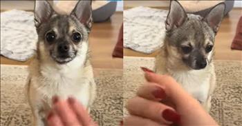 Dog Hilariously Protests Repeating the Same Trick
