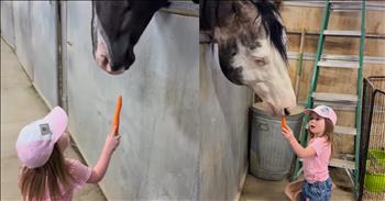 <p>A little girl fed several horses but hilariously avoided one unexpected creature. The child had no fear of the large, full-grown horses. However, she did not want to get anywhere near one critter. Watch the short but hysterical video to see the youngster&rsquo;s reaction when she spots the large creature.</p>

<p>Children, for the most part, are fearless. They will do just about anything and everything (and say anything in front of anyone). It has to be that they don&rsquo;t know enough to be afraid or fearful of someone or something. They don&rsquo;t have the intention or desire to hurt anyone, so why would anyone want to hurt them, their thinking must go.</p>

<p>However, a <a href="https://www.facebook.com/reel/1184705076715302">clip posted on social media</a> shows a little girl who knows enough to do whatever she can to stay away from one large bird. The video shows the youngster as she visits several horses in a stable. She confidently bangs on the horses&rsquo; enclosures to get their attention, letting them know it&rsquo;s time to eat.</p>

<p>Once the horse understands what the child is doing, she offers them a single carrot. The horses gently but quickly chomp down upon and gobble up the vegetables right out of the child&rsquo;s hand. Despite how big those animals are, the child does not show any fear of them whatsoever.</p>

<p>But about halfway through the clip, as she continues to feed the animals, someone unexpectedly shows up and disrupts her process. An emu appears about halfway through the video. The child wants nothing to do with the bird.</p>

<p>&ldquo;Oh, I&rsquo;m not going that way,&rdquo; the little girl says after spotting the bird in her way.</p>

<p>She reverses course and goes in the complete opposite direction. Later, the bird returns, and it starts to come toward her, and she makes sure to keep a close eye on it, not letting it come near her.</p>

<p>I cannot blame her at all. I would do whatever I could to avoid those large, ugly birds.</p>

<p><em><strong><a href="https://www.godtube.com/bible/genesis/1-21">Genesis 1:21</a></strong> &ldquo;And God created great whales, and every living creature that moves, which the waters brought forth abundantly, after their kind, and every winged fowl after his kind: and God saw that it was good.&rdquo;</em></p>

