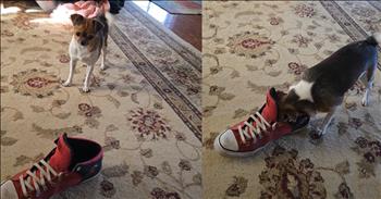 Dog’s Hilariously Unexpected Reaction to a Shoe Has Everyone Laughing