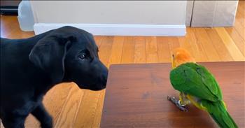 <p>A bird and a dog&rsquo;s adorable friendship will melt your heart. The strong and sweet bond between these two unlikely pals will likely be the cutest things you see today. Watch the short but heartwarming video about the friendship between these two buddies.</p>

<p>It&rsquo;s impossible to have too many friendships. Often, all that&rsquo;s required to be a friend is to show someone some kindness and be a resource for them, a shoulder to cry on during a difficult time. Also, friends are great people with whom to celebrate and commemorate the mountaintops. Everyone can always use more friends, regardless of their age or stage in life. The more, the merrier, right?</p>

<p>Friends can and do come in all shapes, sizes and walks of life. Friendships help to make life a richer, fuller, more satisfying and less lonely experience. Seriously, how lonely would it be to go through life without a friend &ndash; someone to talk to and interact with?</p>

<p><a href="https://www.youtube.com/watch?v=I3DeYF8mbEY">A clip posted on YouTube</a> shows that friends also do not even have to be the same species. The video shows a bird and a dog who are the best of friends. However, that wasn&rsquo;t always the case. Their bond was solidified after some initial apprehension and hesitation.</p>

<p>The brightly-colored parrot did not want anything to do with the puppy and would actually antagonize the dog. The video&rsquo;s narrator states that the winged creature would &ldquo;poke&rdquo; at the dog and attempt to take the canine&rsquo;s toys. The bird even ate some of the dog&rsquo;s food.</p>

<p>Soon enough, the bird stopped using tactics meant to annoy and irritate the dog, and a friendship started to blossom between them. The video&rsquo;s narrator states, &ldquo;They both just clicked, and &ldquo;they&rsquo;re just perfect together.&rdquo;</p>

<p>What an absolutely sweet video that shows anyone &ndash; even a bird and a dog &ndash; can strike up a friendship!</p>

<p><em><strong><a href="https://www.godtube.com/bible/genesis/1-21">Genesis 1:21</a></strong> &ldquo;And God created great whales, and every living creature that moves, which the waters brought forth abundantly, after their kind, and every winged fowl after his kind: and God saw that it was good.&rdquo;</em></p>
