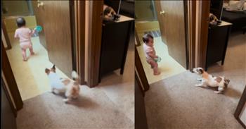 <p>This adorable chase between a little one and a pup melts hearts everywhere. Some videos are just cute. And then there are the ones that sneak past your defenses and flood your heart with pure joy &mdash; the kind of joy that reminds you God is still in the business of giving us good things. Like dogs. And babies. And playtime.</p>

<p>The reel from <a href="https://www.instagram.com/reel/DHJpDe5Rjkx/">ziggys_wild_adventures</a> is exactly that kind of joy bomb. It captures Ziggy, an enthusiastic Jack Russell Terrier, playing chase with his baby sister &mdash; a wobbly little wonder with big dreams of speed and the sweetest determination written all over her face. The family cat perched above the fray like the reluctant supervisor of this entire toddler-dog operation.</p>

<p>The scene is nothing short of delight. It begins with the baby sitting on the floor, wide-eyed and ready for whatever adventure Ziggy has planned. The moment she manages to stand, Ziggy takes off in excited circles, practically wagging his whole body. He looks back at her as if to say, &ldquo;Come on, little sister, let&rsquo;s do this!&rdquo;</p>

<p>And she tries &mdash; oh, how she tries &mdash; toddling after him with more heart than balance. She wobbles, she laughs, and Ziggy, being the perfect first best friend, loops back around to make the game easier, to make sure she&rsquo;s still in on the fun. It&rsquo;s playful. It&rsquo;s pure. It&rsquo;s the kind of sweetness that tugs on something sacred in all of us.</p>

<p>See, I believe God gives us dogs like Ziggy not just for protection or companionship &mdash; but for joy. For presence. For childhood memories and holy giggles that spill out during morning chaos. Dogs are often our first best friends. They teach us what it means to be loved for no reason at all. They wait by the door, they run beside us, and they remind us what it feels like to be seen as someone worth sticking close to &mdash; even if we&rsquo;re slow and still figuring out how to walk steadily.</p>

<p>I&rsquo;m a mom, and I&rsquo;ve seen it in my own kids. The bond between a child and their dog is something magical. It&rsquo;s God's way of saying, &ldquo;Here&rsquo;s a friend for the journey.&rdquo;</p>

<p>And that cat? Watching from her perch, clearly unimpressed? She&rsquo;s the comic relief in the sacredness. The sarcastic sibling. The hilarious contrast that God probably included just to make sure we don&rsquo;t take ourselves too seriously.</p>

<p>Maybe today, you just needed the reminder that God is still pouring joy into the world in the form of muddy paw prints, unsteady baby steps, and reels that make us laugh out loud. Maybe you needed to see that play still matters &mdash; even if your feet aren&rsquo;t so steady, even if you&rsquo;re not quite sure you can keep up.</p>

<p>Because sometimes God shows up in the simplest, most unexpected places &mdash; like a dog named Ziggy and a baby sister with a belly laugh that could bring down walls.</p>

<p>And today, that good gift might just be a dog who thinks you&rsquo;re the fastest kid alive.</p>

<p><em>&ldquo;Every good and perfect gift is from above&hellip;&rdquo; <strong><a href="https://www.godtube.com/bible/james/1-17">James 1:17</a></strong></em></p>
