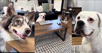 Dogs Hysterically Sabotage Their Owner’s Phone Interview